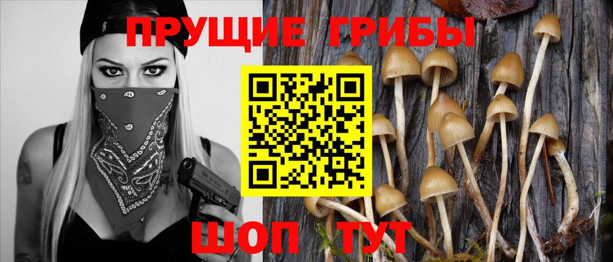 купить наркотики сайты  Вход с VPN  Горно-Алтайск  Псилоцибиновые грибы Psilocybine cubensis 